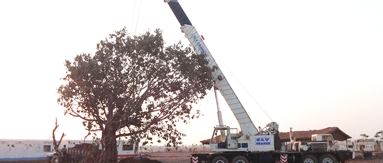 Tree Transplantation